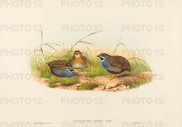 Excalftoria minima (Blue-breasted Quail).