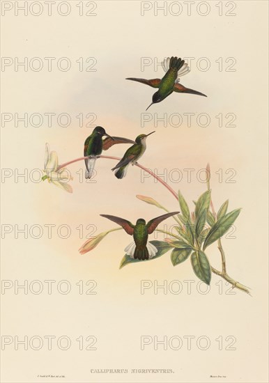 Callipharus nigriventris (Black-bellied Hummingbird).