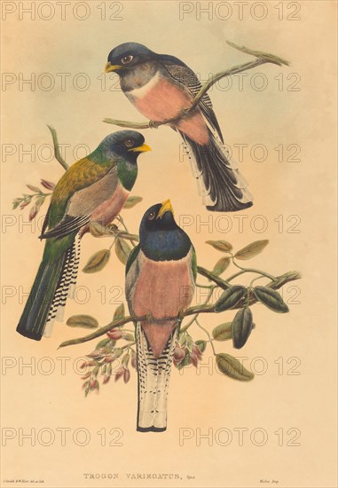 Trogan variegatus, probably 1836/1838.