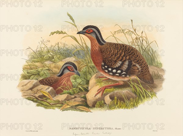 Rufous-breasted Bamboo Partridge (Bambusicola Hyperythra).