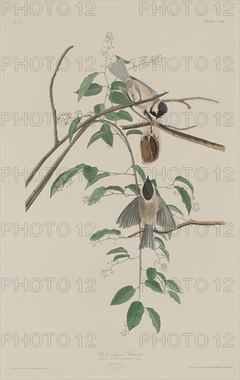Black-capped Titmouse, 1833.