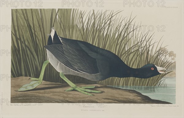 American Coot, 1835.