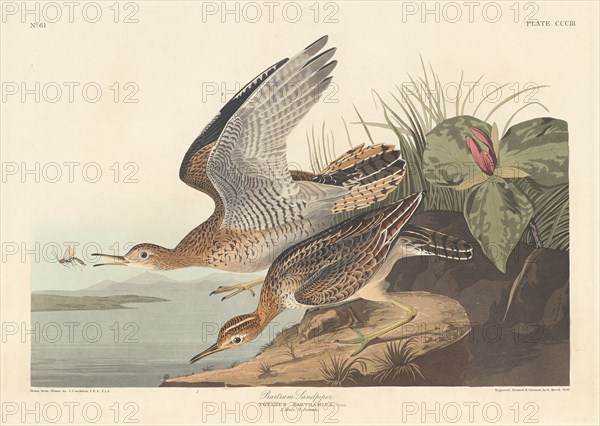 Bartram Sandpiper, 1836.