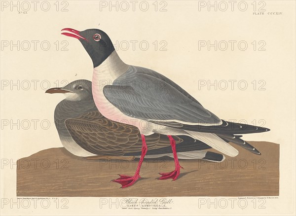 Black-headed Gull, 1836.