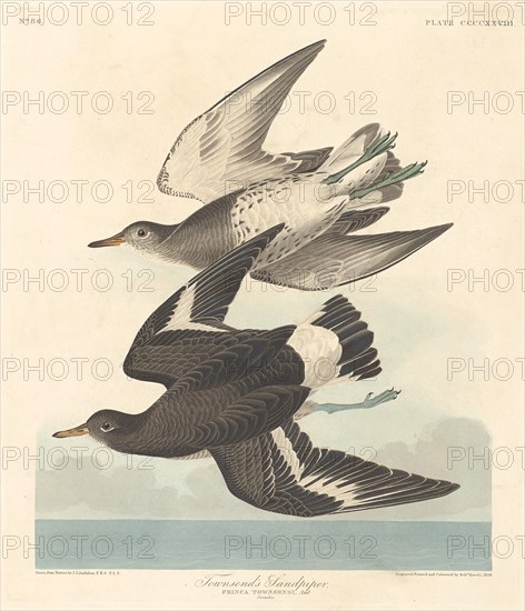 Townsend's Sandpiper, 1838.