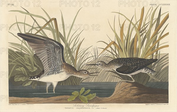 Solitary Sandpiper, 1836.