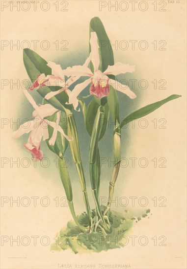 Laelia Elegans Schilleriana.