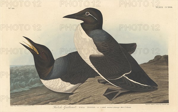 Foolish Guillemot, 1834.