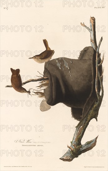 House Wren, 1830.