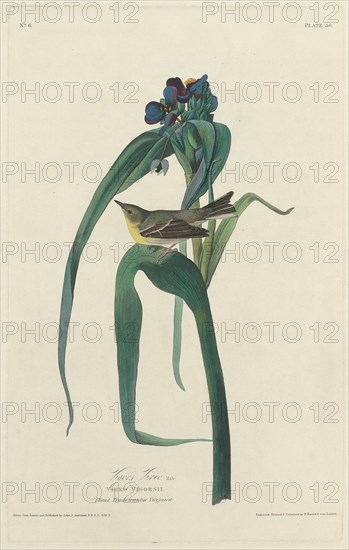 Vigors Vireo, 1828.