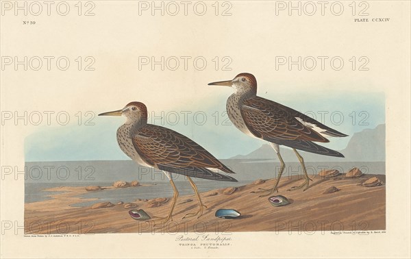 Pectoral Sandpiper, 1836.