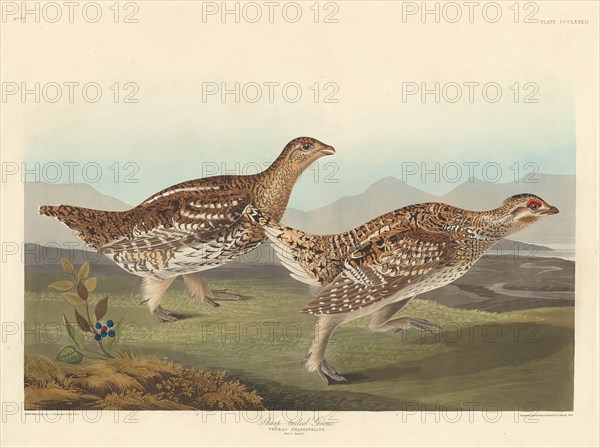 Sharp-tailed Grous, 1837.