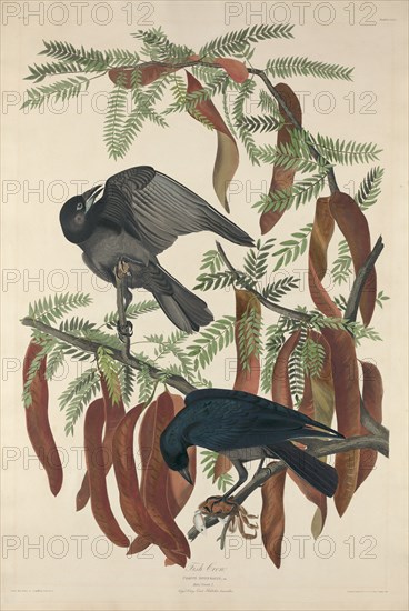 Fish Crow, 1832.