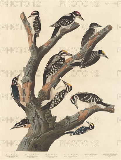 Maria's Woodpecker, 1838.