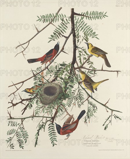 Orchard Oriole, 1828.