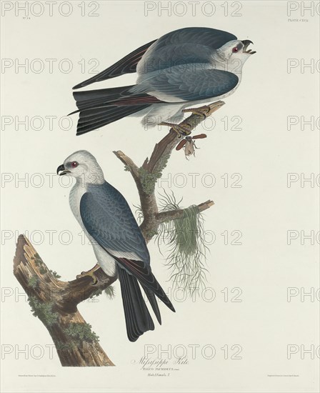 Mississippi Kite, 1831.