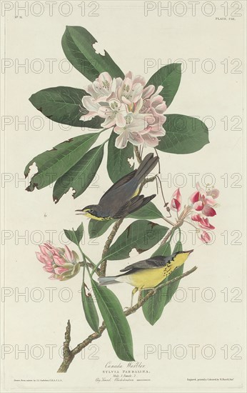 Canada Warbler, 1831.