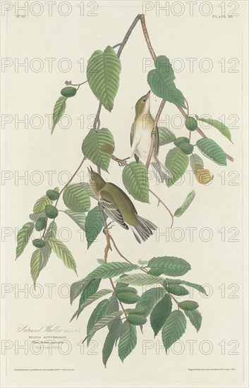 Autumnal Warbler, 1830.