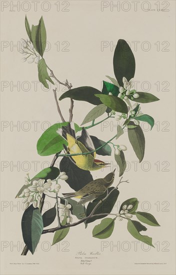 Palm Warbler, 1833.