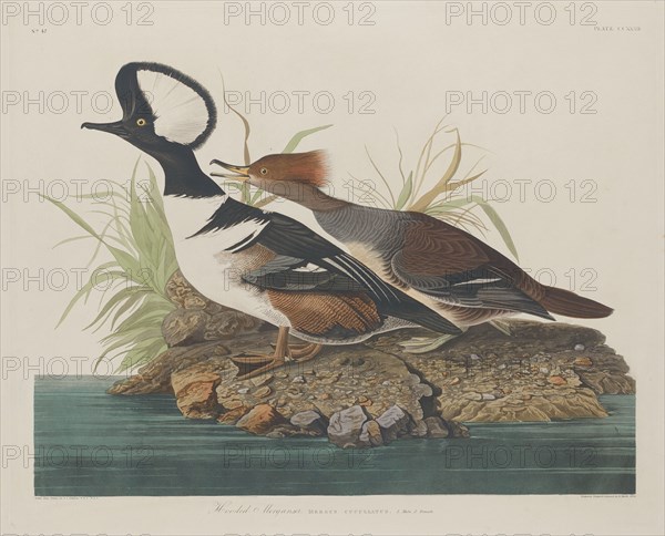 Hooded Merganser, 1834.