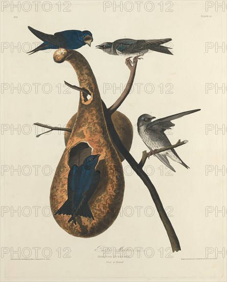 Purple Martin, 1827.