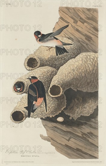 Republican Cliff Swallow, 1829.