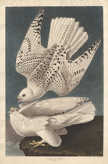 Iceland or Jer Falcon, 1837.