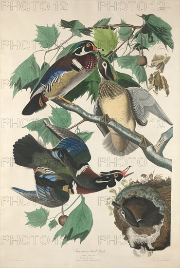 Summer or Wood Duck, 1834.