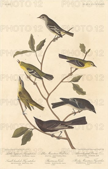 Little Tyrant Flycatcher, Small-Headed Flycatcher, Blue Mountain Warbler.., 1838. Creator: Robert Havell.