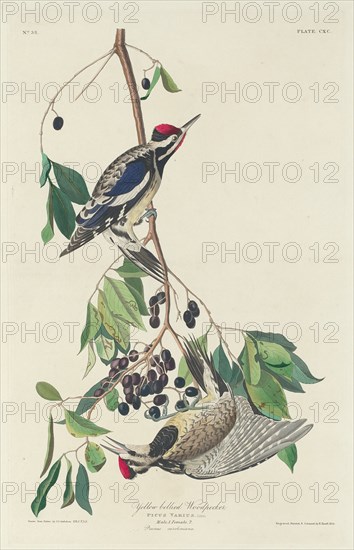 Yellow-bellied Woodpecker, 1834.