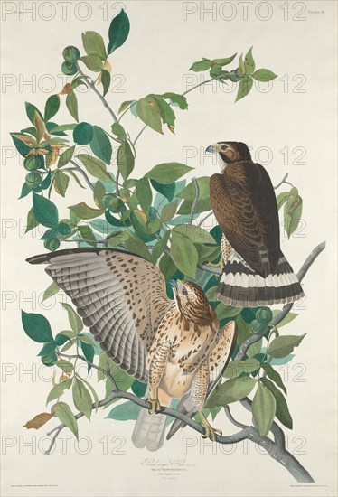 Broad-winged Hawk, 1830.