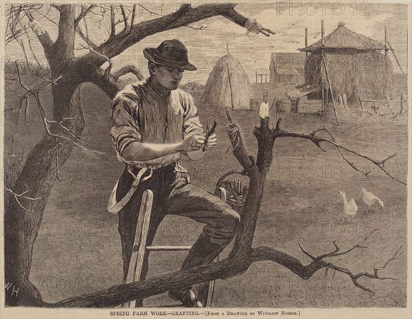Spring Farm Work - Grafting, published 1870.