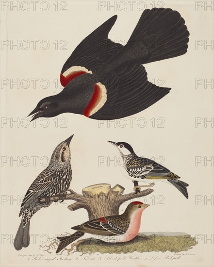 Red-winged Starling, Female Red-winged Starling, Black-poll Warbler, and Lesser Red-poll, published 1808-1814.