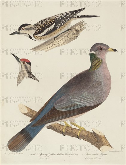 Young Yellow-bellied Woodpeckers and Band-tailed Pigeon.