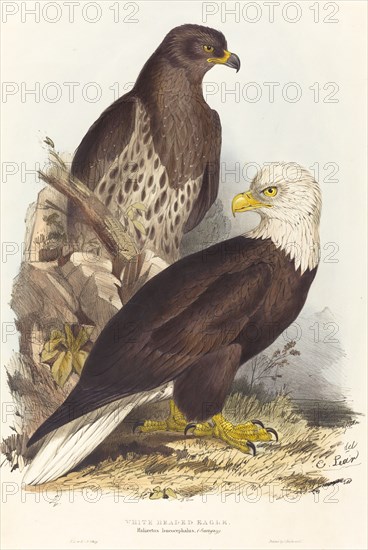 White Headed Eagle (Haliaetus leucocephalus), published 1832-1837.