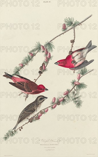 Purple Finch, 1827. [Fringilla purpurea. Plant Pinus pendula, Vulgo Black Larch].