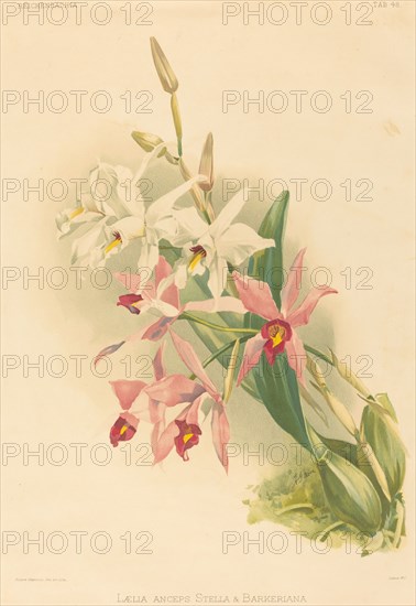 Laelia Anceps Stella & Barkeriana.