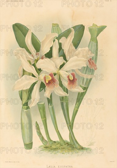 Laelia Euspatha.