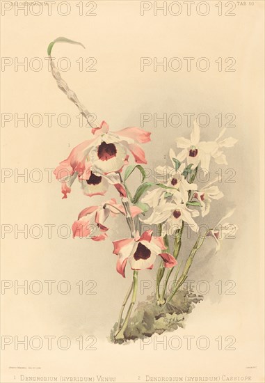 Dendrobium (Hybridium) Venus and Dendrobium (Hybridium) Cassiope.