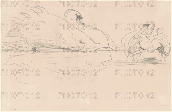 Swans in the Water, 1880-1900.