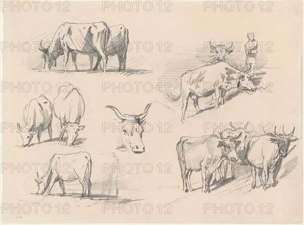 Studies of Cattle, c. 1872.