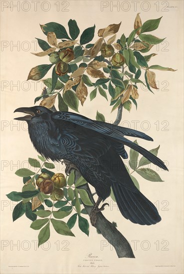 Raven, 1831.