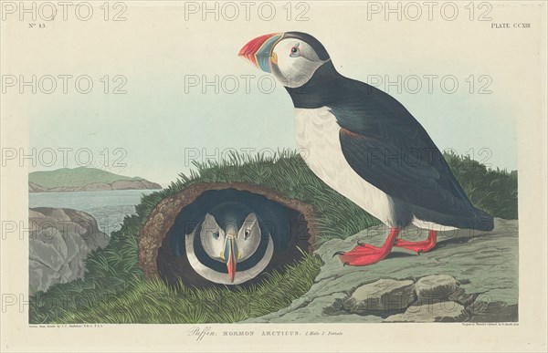 Puffin, 1834.