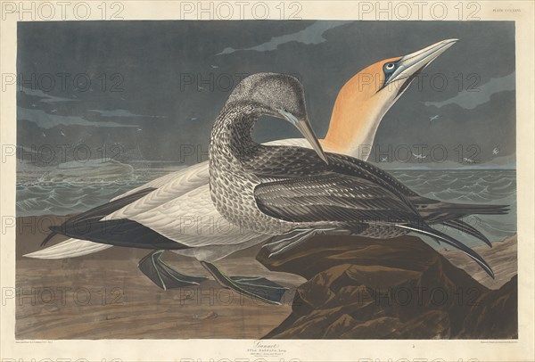 Gannet, 1836.