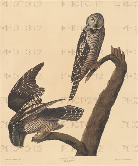 Hawk Owl, 1837.