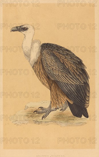 Griffon Vulture.