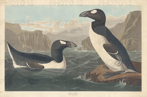 Great Auk, 1836.