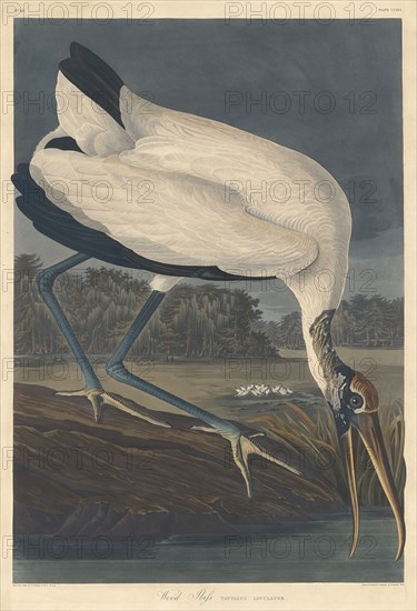 Wood Ibis, 1834.