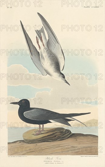 Black Tern, 1835.