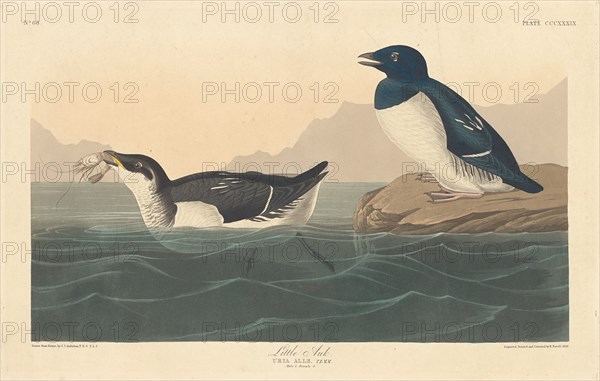 Little Auk, 1836.